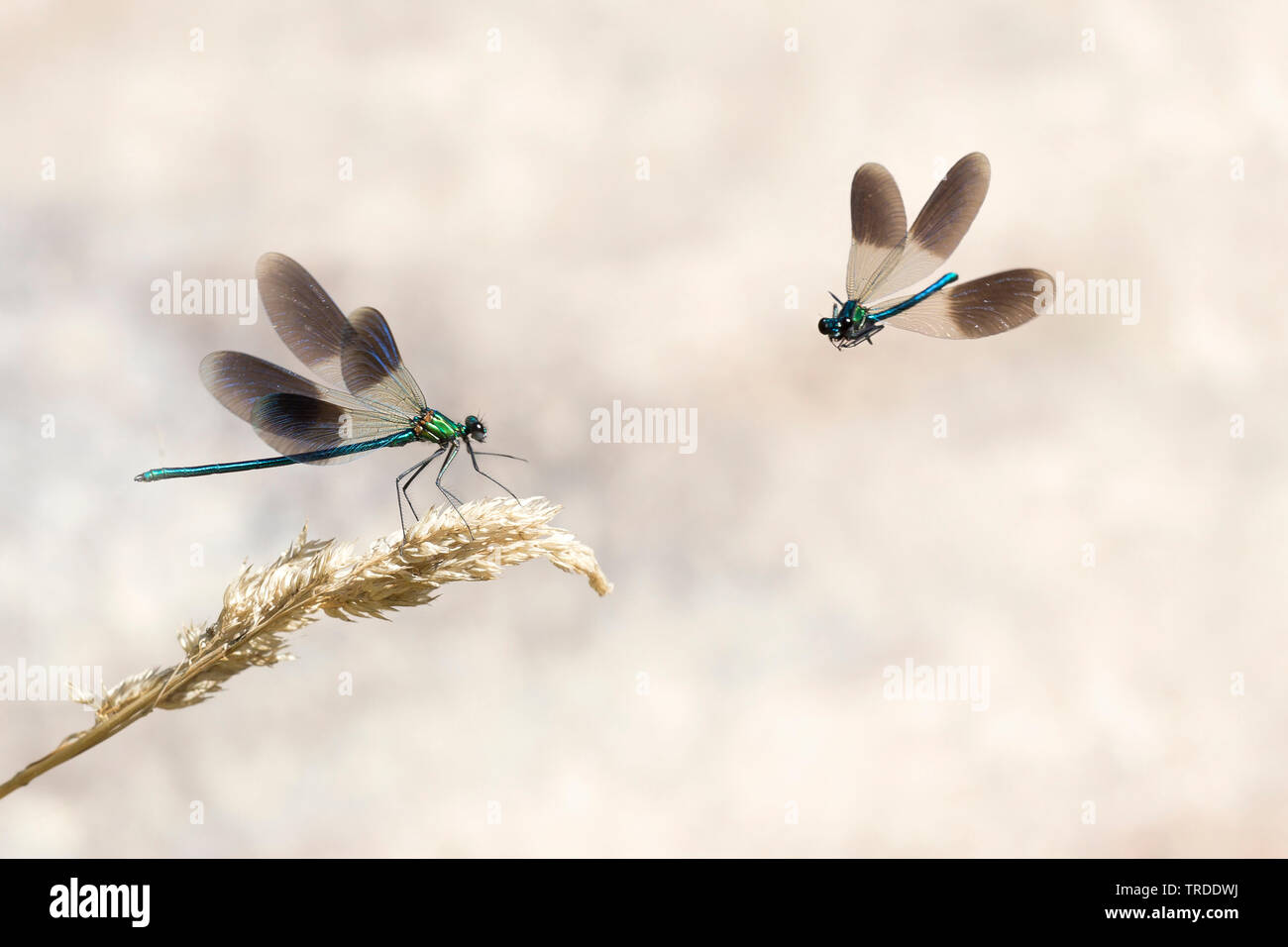 Western demoiselle (Calopteryx xanthostoma), demoiselle, die von der Wasserseite, Frankreich Stockfoto