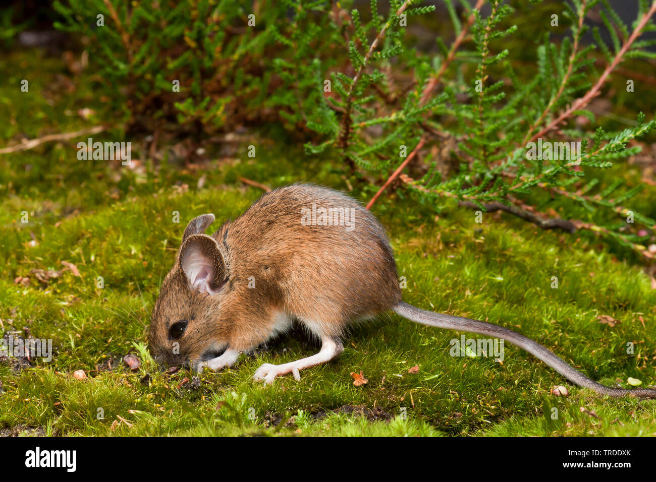 Holz Maus, Long-tailed FELDMAUS (APODEMUS SYLVATICUS), auf Waldboden, Niederlande Stockfoto