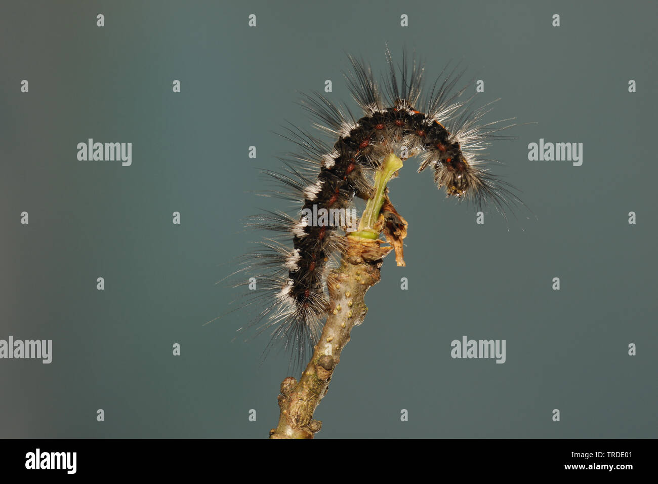 Gelb - Schwanz, Gold-Schwanz (Euproctis Imilis, Porthesia Imilis, Sphrageidus Imilis), Caterpillar, Niederlande Stockfoto