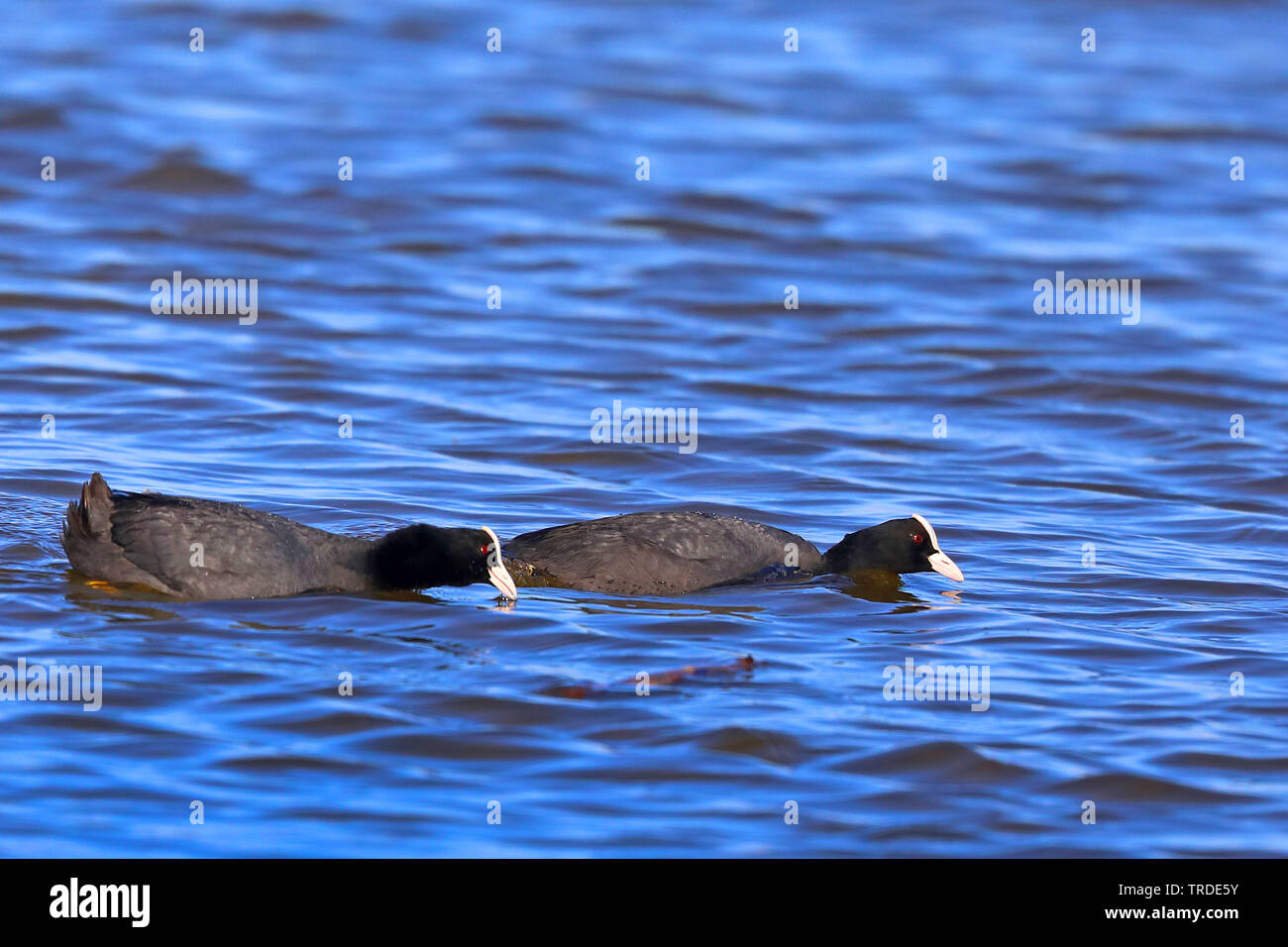 Schwarz Blässhuhn (Fulica atra), zwei Swimming erwachsene Vögel, Deutschland Stockfoto
