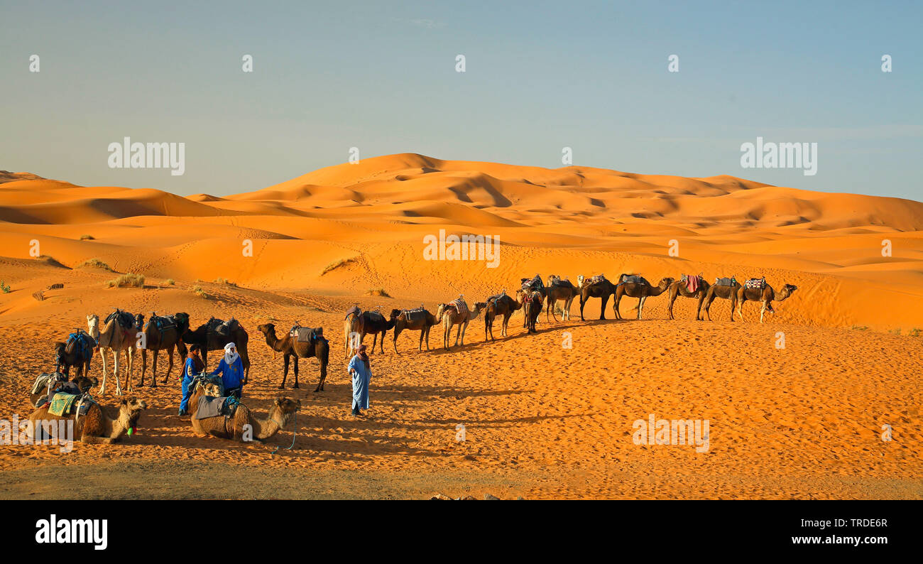 Camel caravan warten auf Touristen, die sich in der Sandwüste, Marokko, Merzouga, Erg Chebbi Stockfoto