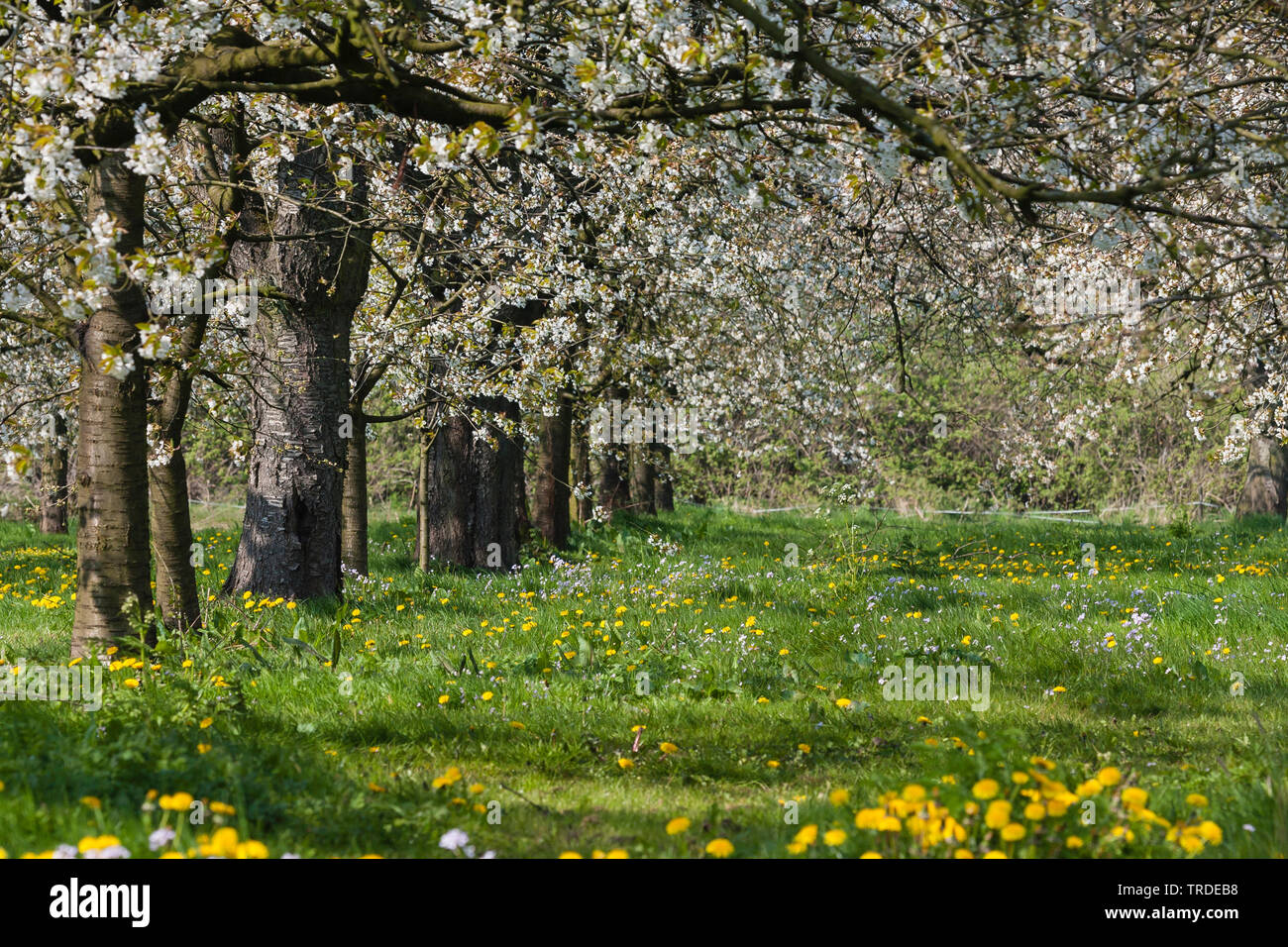 Kirschbaum Susse Kirsche Prunus Avium Bluhen Baume In Blute An