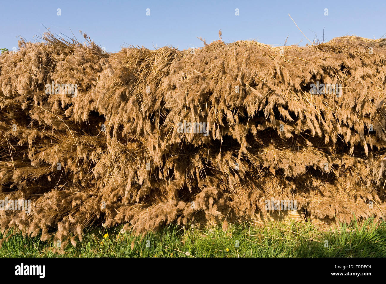 Aufgetürmte Strohballen schneiden Schilf, Niederlande, Friesland, Rottige Meente Stockfoto