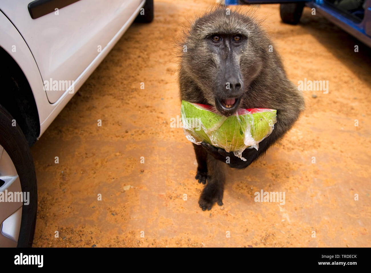 Anubius Chacma baboon, Pavian, Olive baboon (papio Ursinus, Papio cynocephalus ursinus), mit Teil einer Melone in Plastikfolie zwischen zwei geparkten Autos, Südafrika, Western Cape, Kap der Guten Hoffnung Nationalpark, Kapstadt Stockfoto