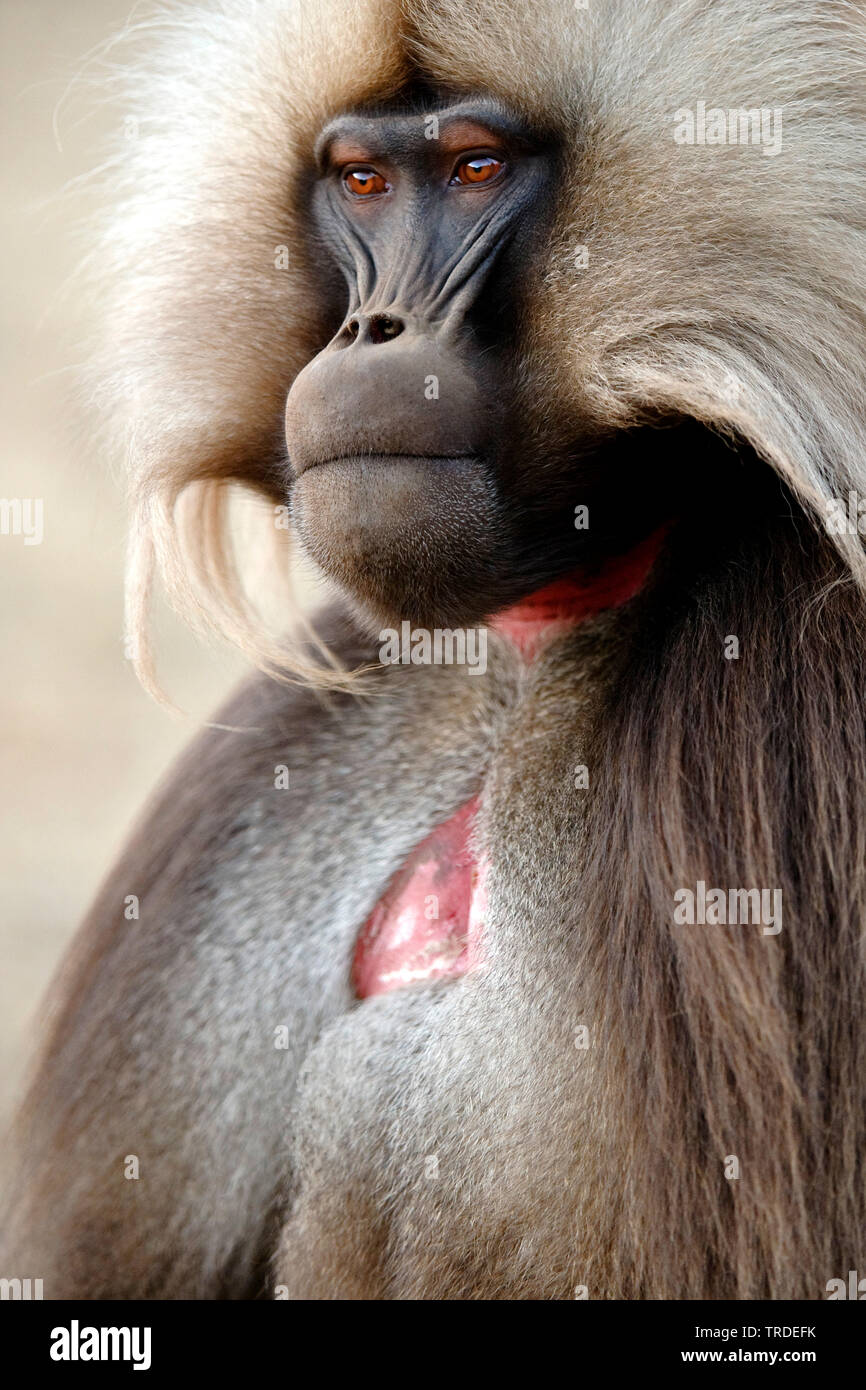 Gelada, gelada baboons (Theropithecus gelada), Portraet, Äthiopien, Simien Mountains National Park Stockfoto