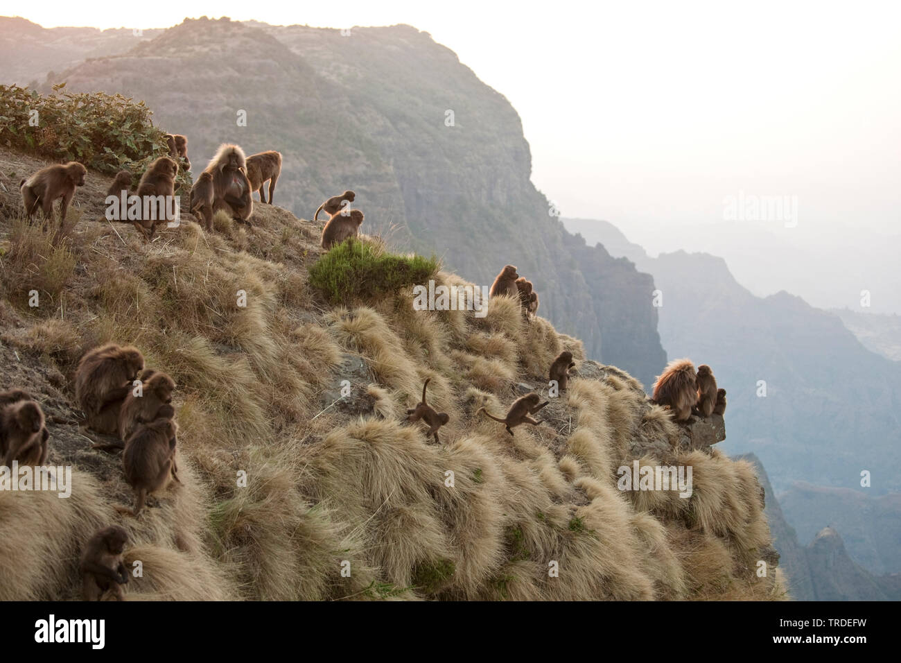 Gelada, gelada baboons (Theropithecus gelada), Geladas in Semien Berge, Äthiopien, Simien Mountains National Park Stockfoto