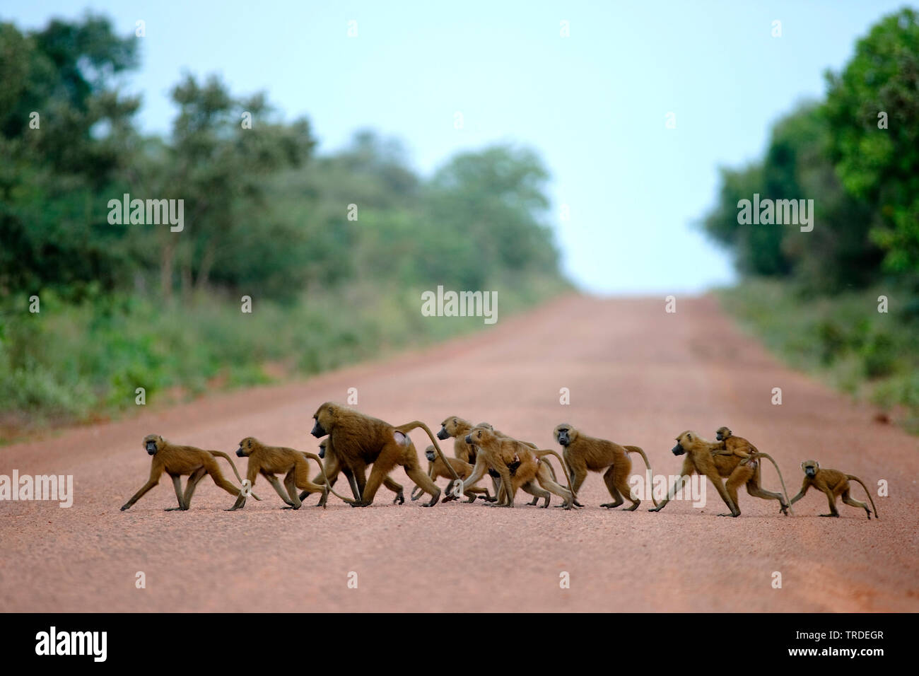 Guineischen Pavian, Western baboon (Papio papio), Überqueren einer Straße, Gambia, Kiang West National Park Stockfoto