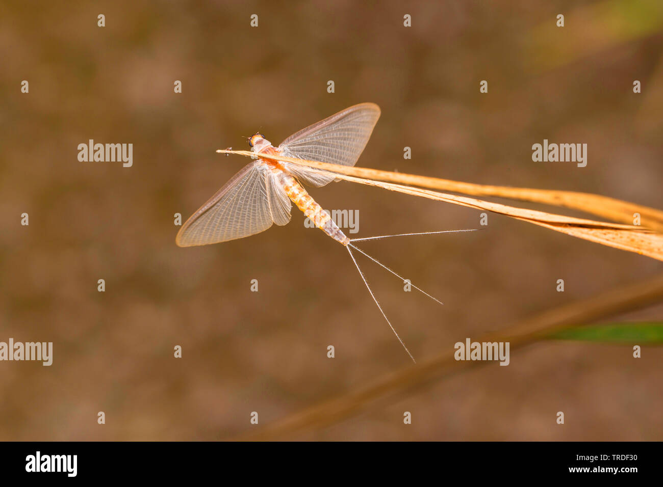 Jungfrau MAYFLY (Polymitarcis Ephoron Virgo, Jungfrau), in ein Rohr, Stammzellen, Deutschland, Bayern Stockfoto