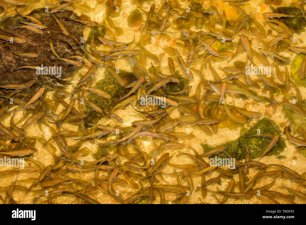 Jungfrau MAYFLY (Ephoron Virgo, Polymitarcis Jungfrau), große Anzahl von whitefishes Eier essen aus einem Flussbett, die mit gelben Eier überwuchert sind, Deutschland, Bayern Stockfoto