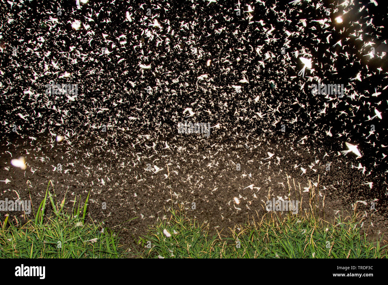 Jungfrau MAYFLY (Ephoron Virgo, Polymitarcis Jungfrau), Masse ausbrüten, fliegenden Schwarm, Deutschland, Bayern Stockfoto