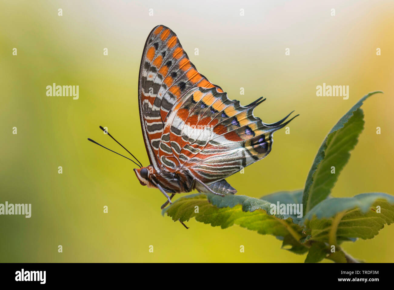 Zwei-tailed Pasha, Foxy Kaiser (Charaxes jasius), sitzen auf den Zweig, , Italien, Toskana Stockfoto