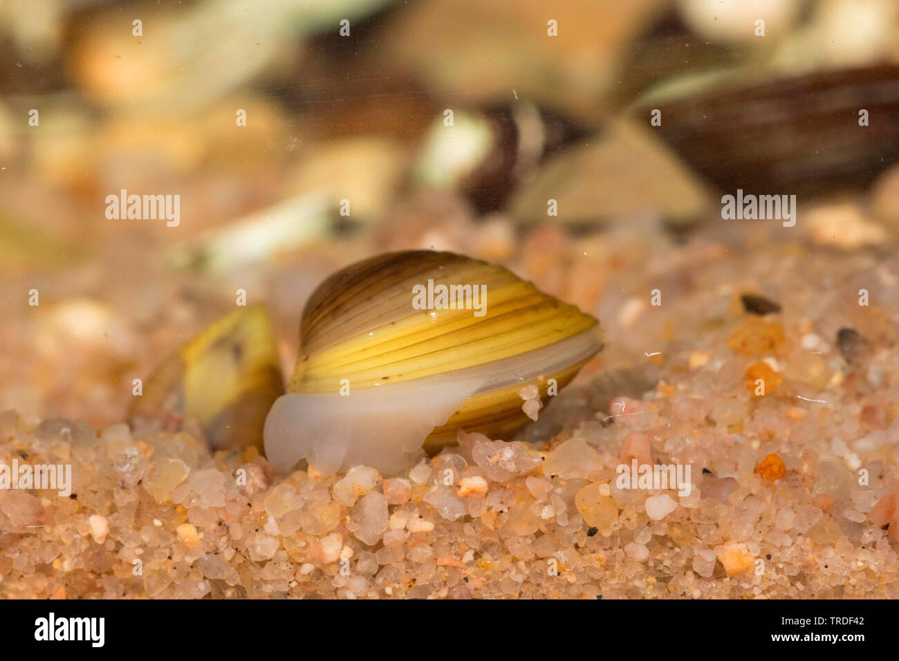 Asiatische clam, Asiatische, asiatische Körbchenmuschel corbicula (Corbicula fluminea), begraben in Sediment, Italien, Gardasee Stockfoto