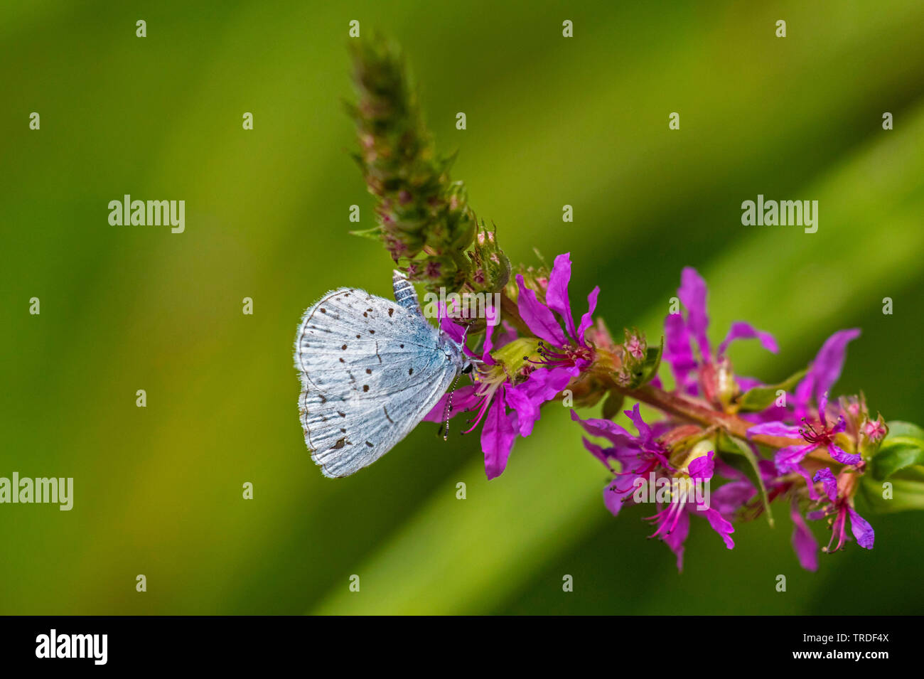 Holly Blue, Holly-Blue (Celastrina argiolus, Celestrina argiolus, Cyaniris argiolus, Lycaena Argiolus), trinken Nektar Blutweiderich, Deutschland, Bayern Stockfoto