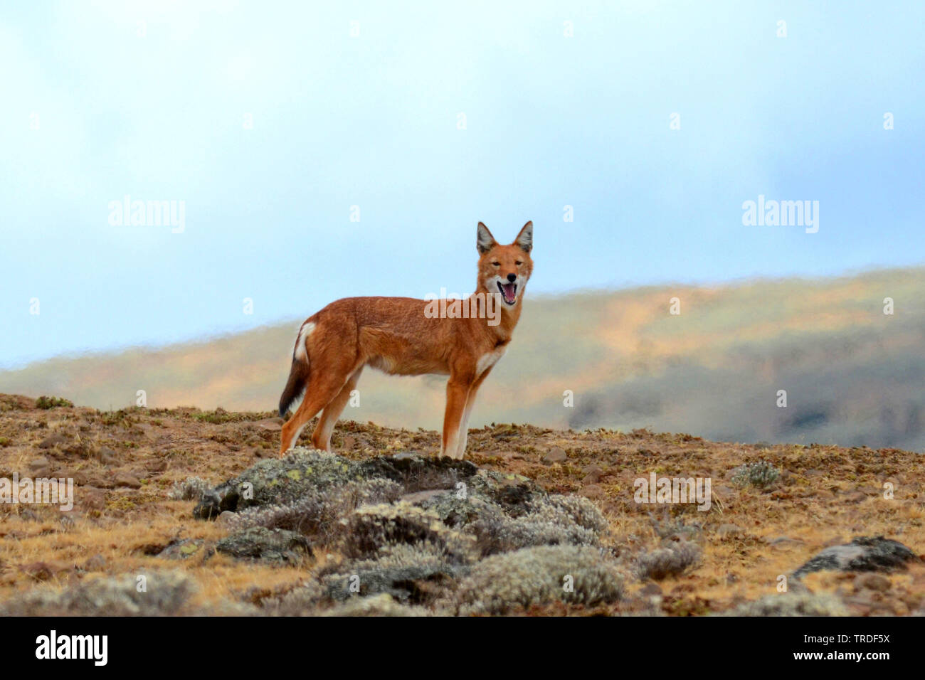 Simien Schakal, äthiopischen Wolf, Simien fox (Canis simensis), eine vom Aussterben bedrohte raubtier endemisch im äthiopischen Hochland., Äthiopien, Bale Mountains Nationalpark Stockfoto