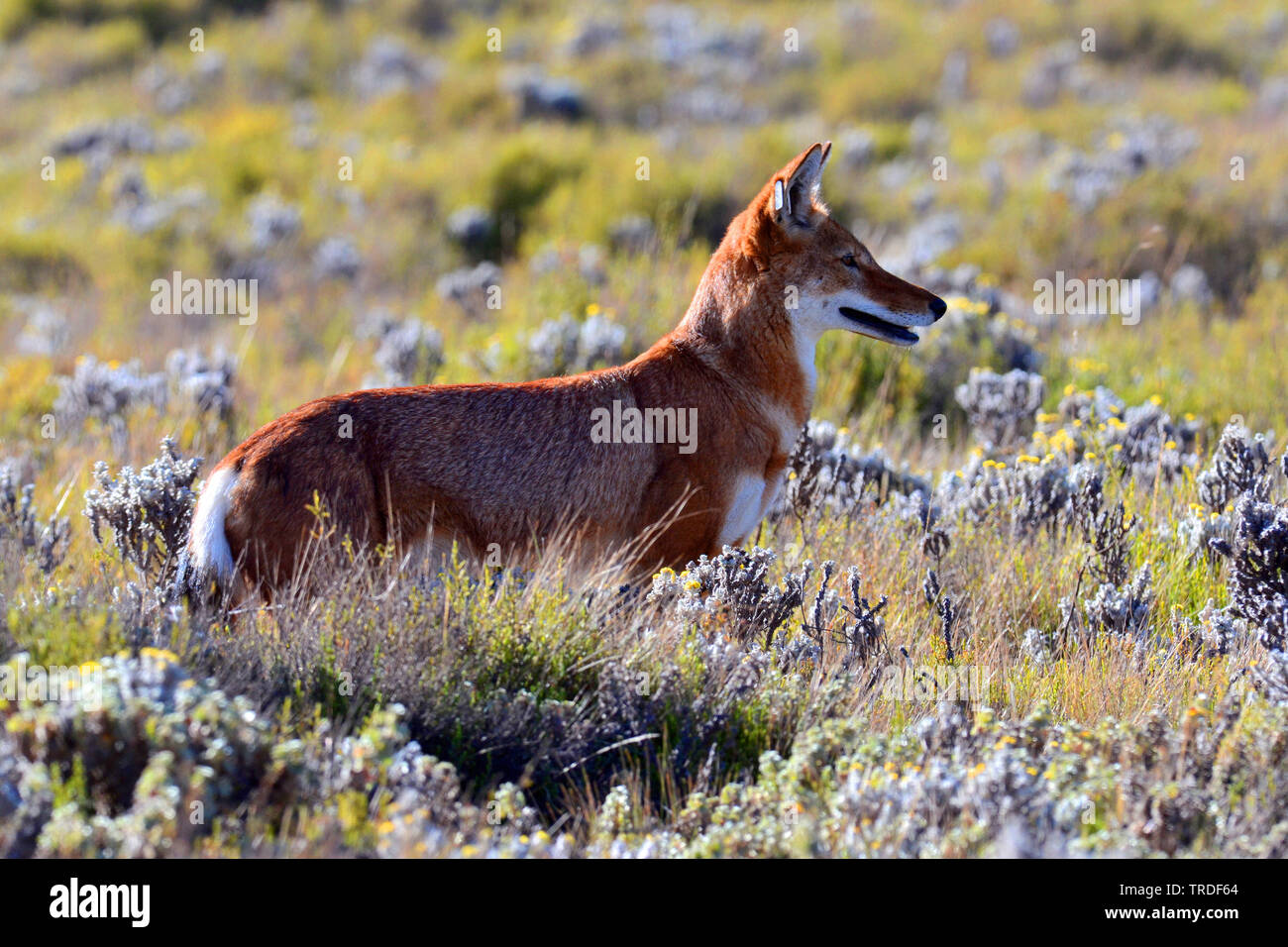 Simien Schakal, äthiopischen Wolf, Simien fox (Canis simensis), eine vom Aussterben bedrohte raubtier endemisch im äthiopischen Hochland., Äthiopien, Bale Mountains Nationalpark Stockfoto
