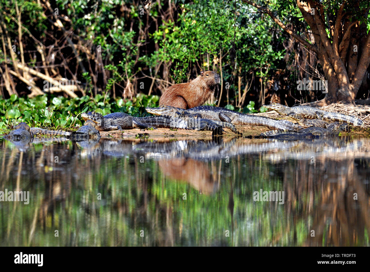 Spectacled Kaimane (Caiman crocodilus), Capybara mit Kaimanen, Brasilien, Pantanal Stockfoto
