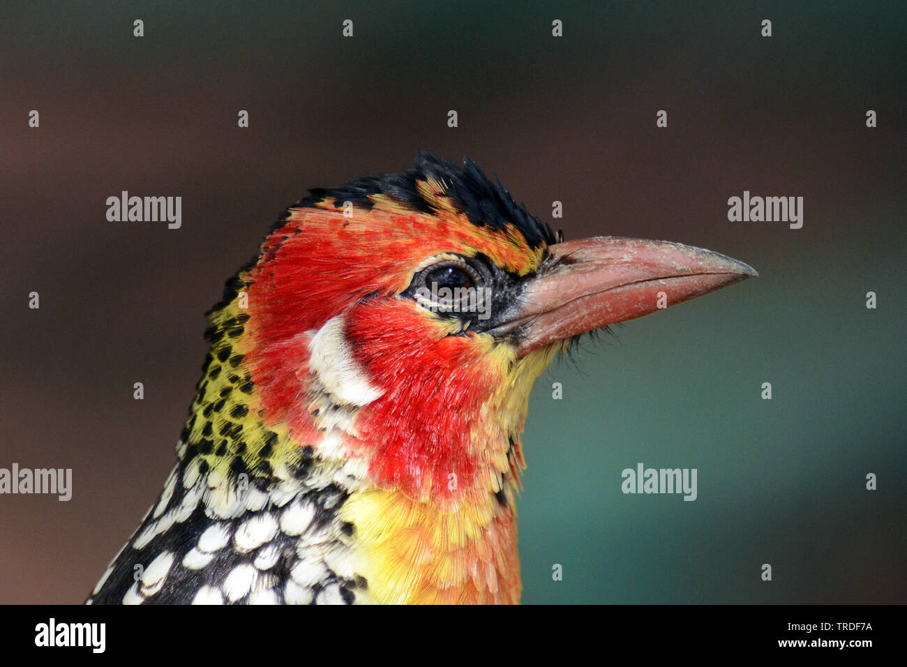 Rot-gelbe Barbet (Trachyphonus erythrocephalus), Portrait, Tansania, Lake Manyara National Park Stockfoto