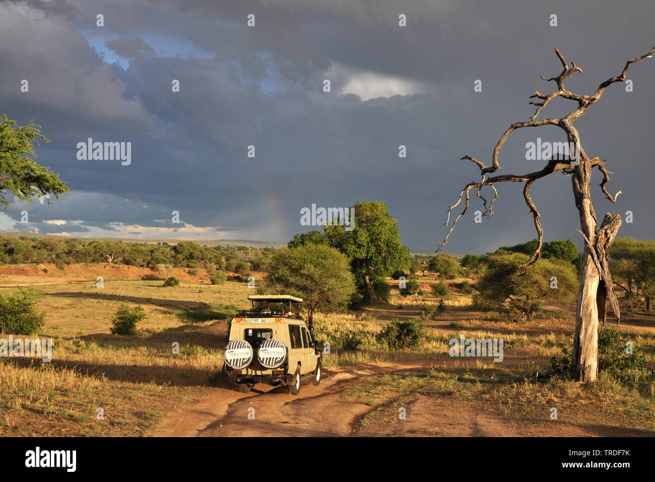 Safari im Tarangire Nationalpark, Tansania, Tarangire National Park Stockfoto