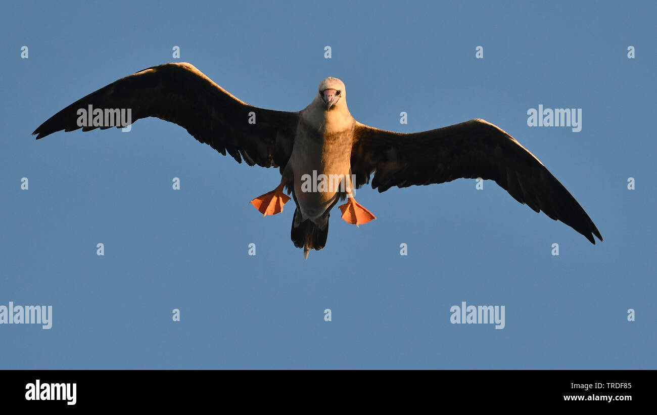 Red-footed Booby (Sula Sula), im Flug, Akrika Stockfoto