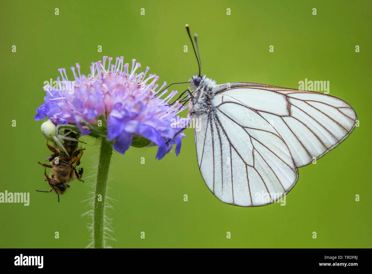 Schwarz geäderten Weiß (Aporie crataegi), sitzend auf einem scabiosa Blume, daneben ein Crab spider Fütterung eine Honigbiene, Deutschland, Bayern, Oberbayern, Oberbayern Stockfoto