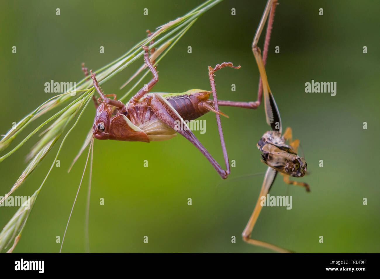 Roesel's (Metrioptera roeselii bushcricket), nach der Mauser, Deutschland, Bayern, Oberbayern, Oberbayern Stockfoto