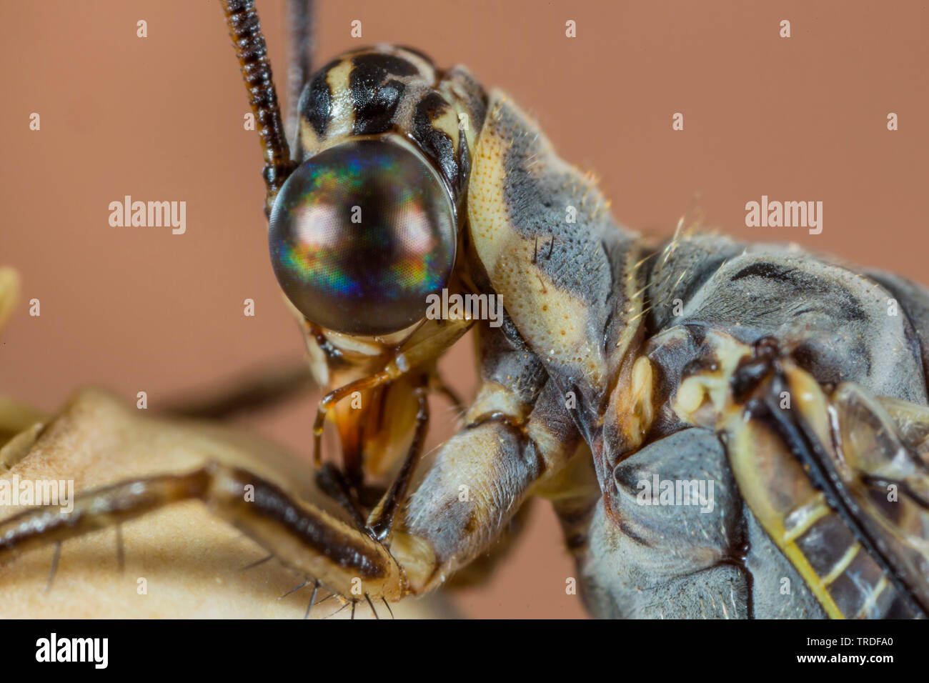 Europäische antlion (Euroleon nostras), Porträt, Deutschland, Bayern, Niederbayern, Oberbayern Stockfoto