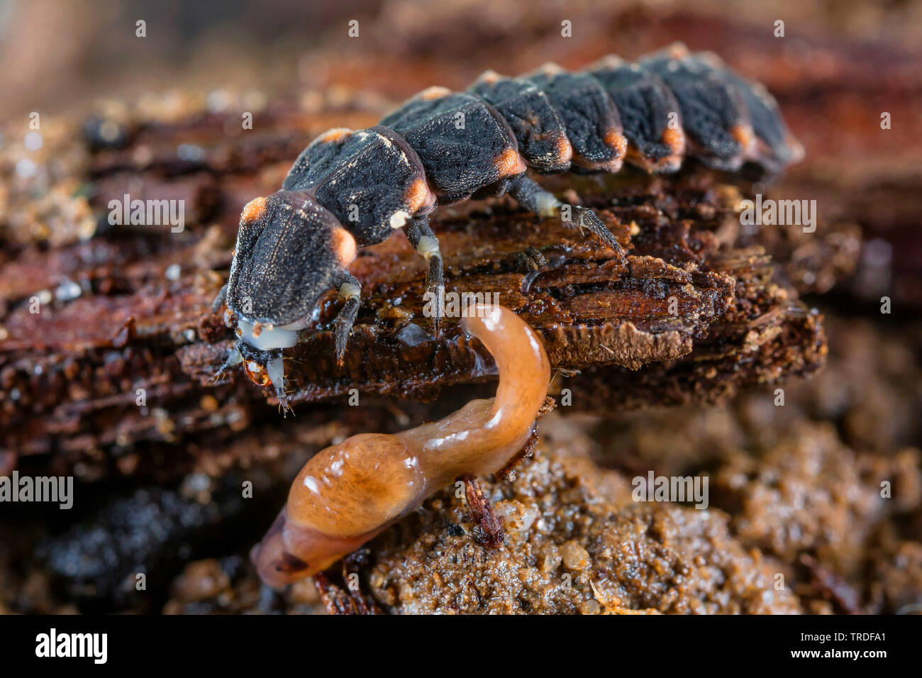 Kleine blitz Käfer (Lamprohiza splendidula, Phausis splendidula), Larve Jagd Schnecke, Deutschland, Bayern, Niederbayern, Oberbayern Stockfoto