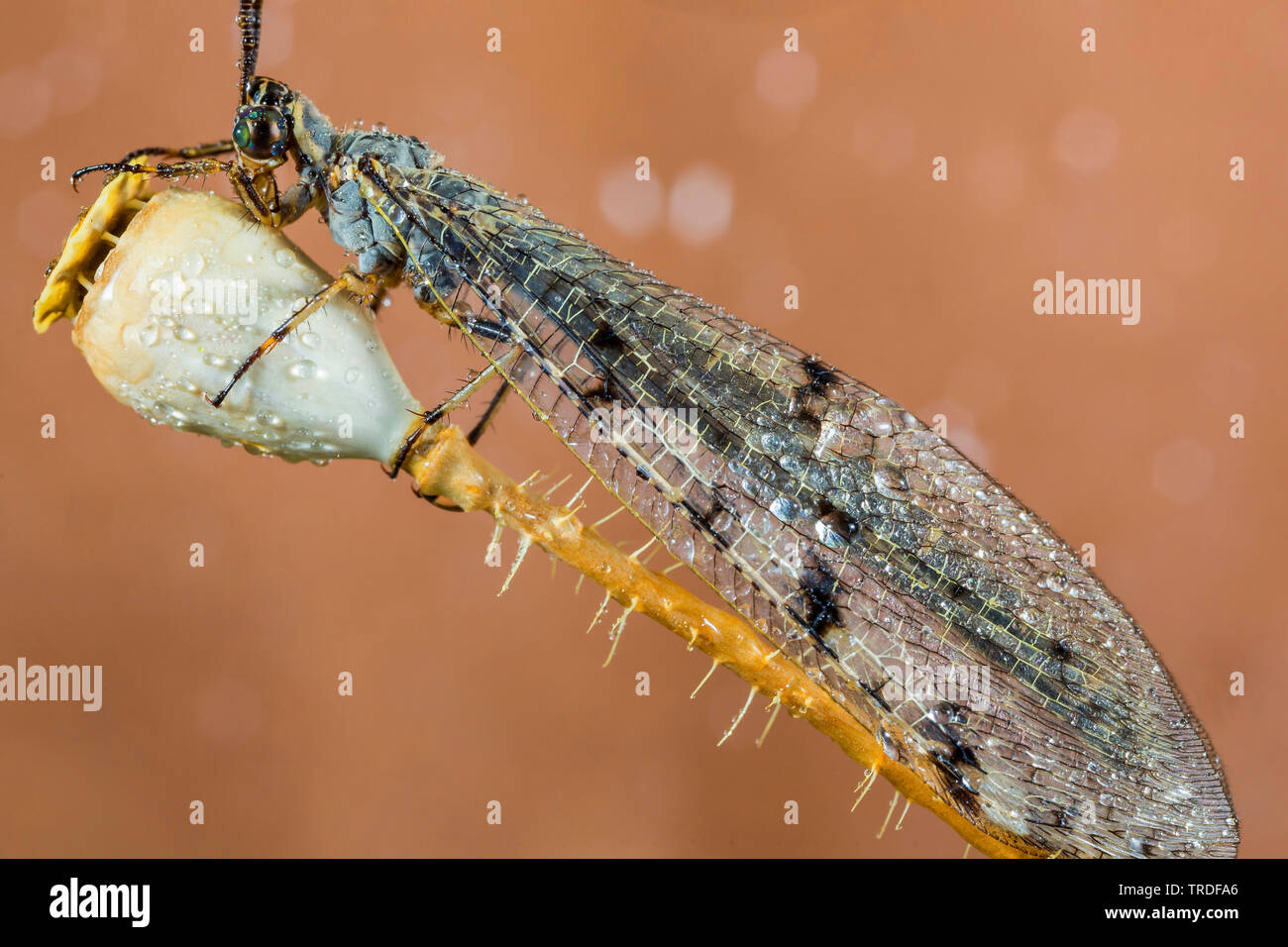 Europäische antlion (Euroleon nostras), sitzend auf einem Samen Gefäß von Mohn im Morgentau, Deutschland, Bayern, Niederbayern, Oberbayern Stockfoto