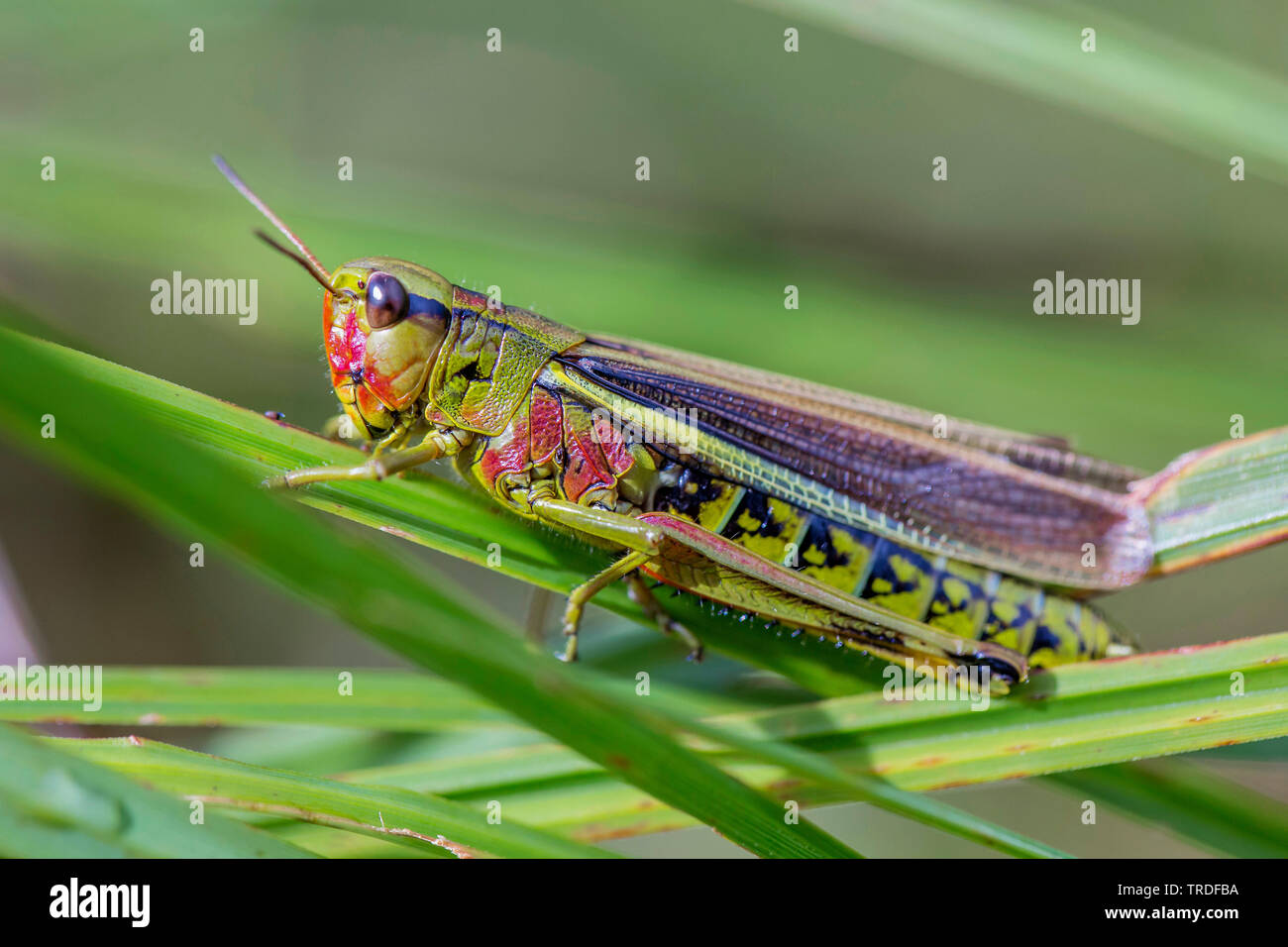 Große marsh Grasshopper (Mecostethus grossus, Stethophyma grossum), sitzt auf einem Schaft, Seitenansicht, Österreich, Tirol Stockfoto