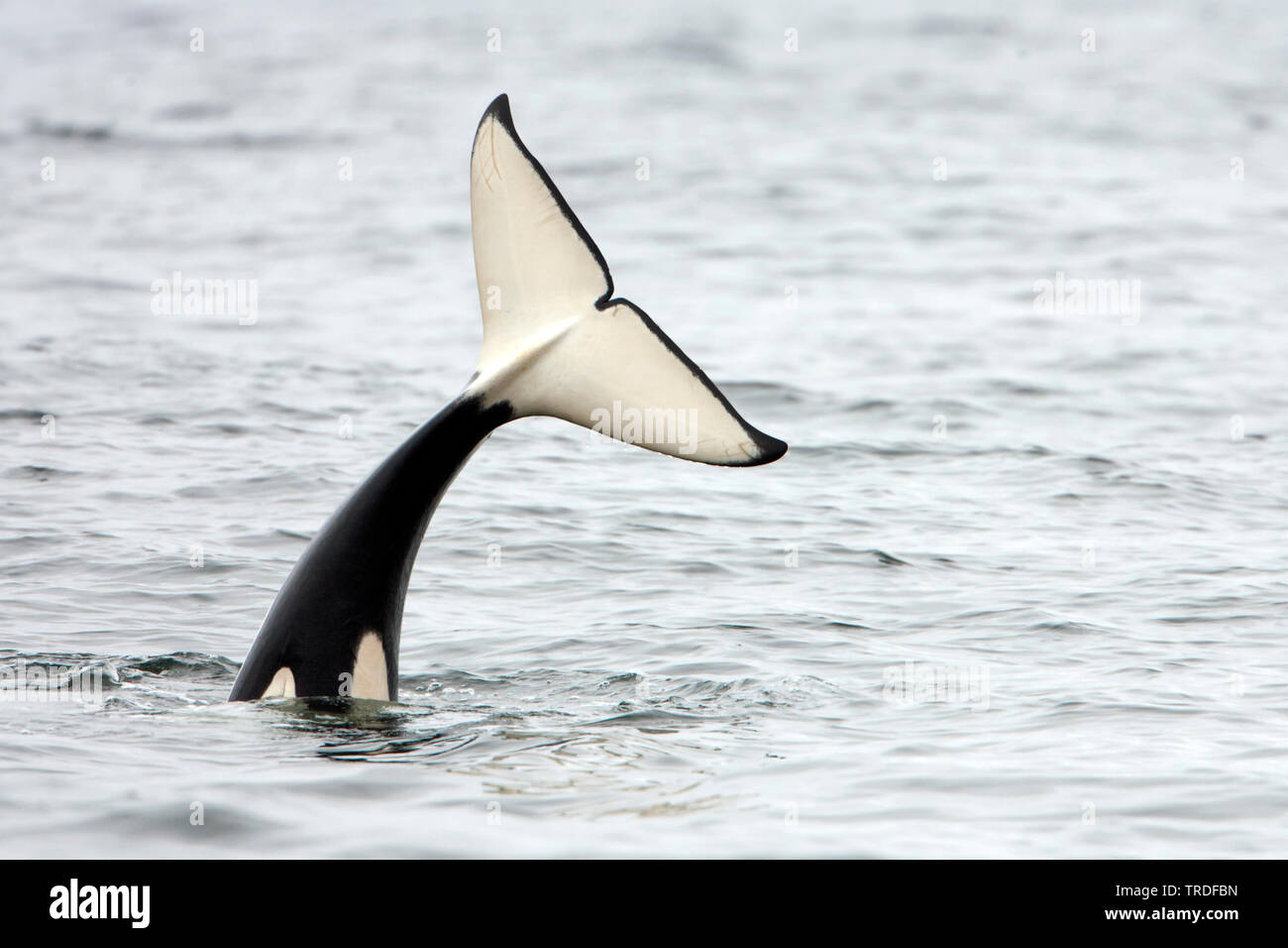 Orca, großer Schwertwal, grampus (Orcinus orca), zeigt seine Heckflosse, USA, Kalifornien Stockfoto