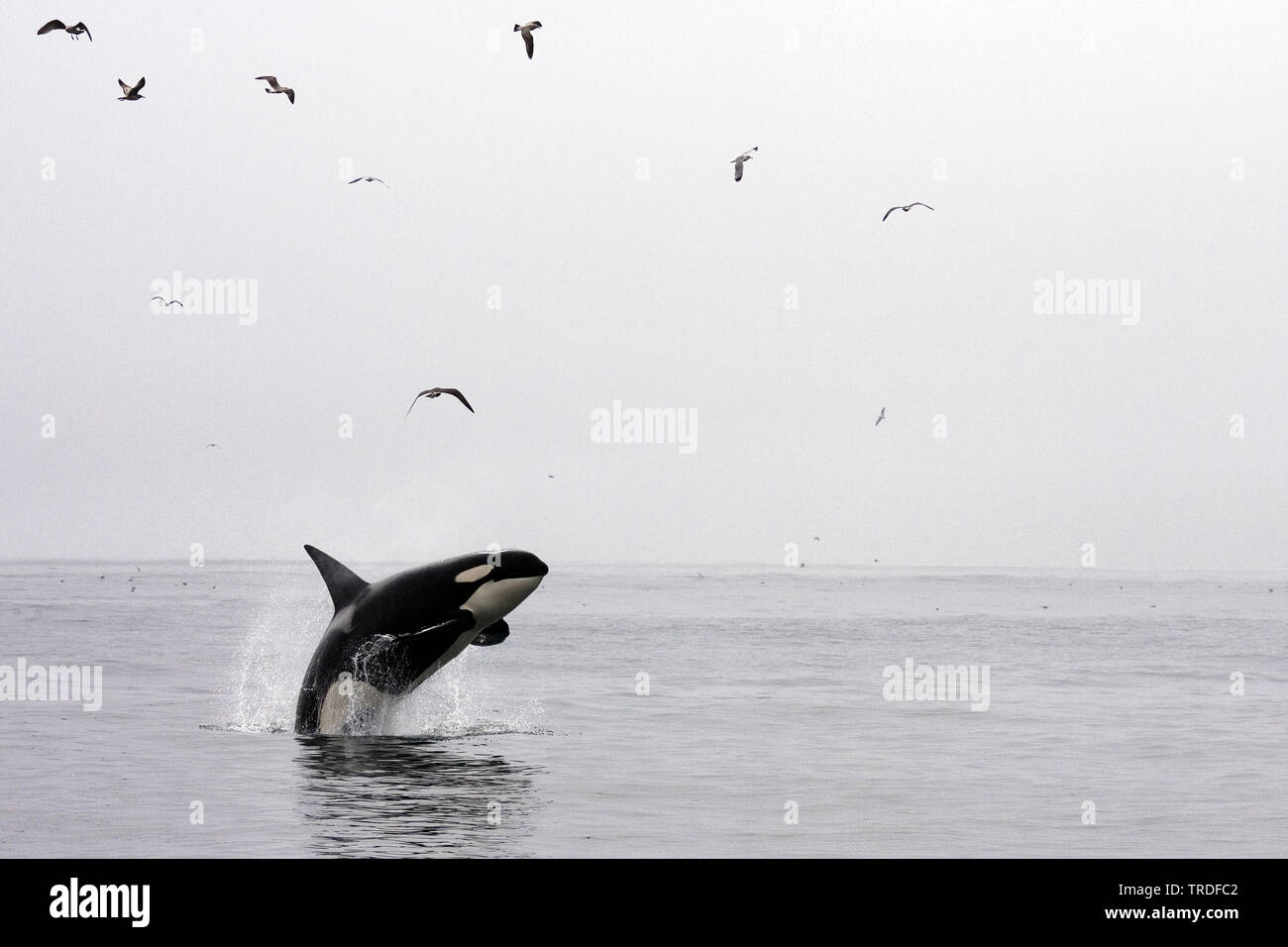 Orca, großer Schwertwal, grampus (Orcinus orca), Springen, USA, Kalifornien Stockfoto