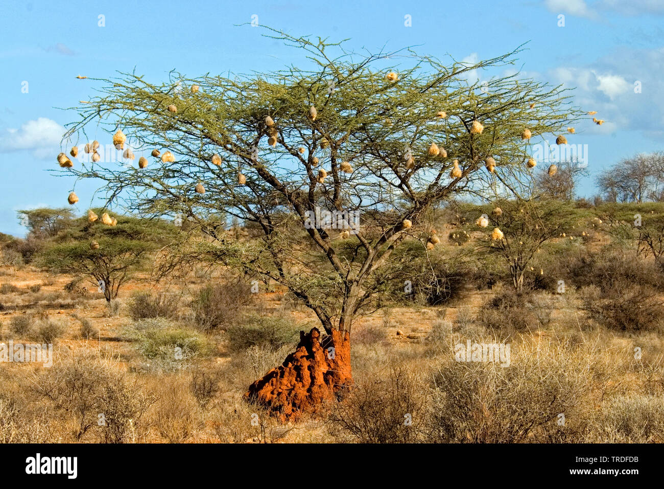 Baum mit Weber Nester, Kenya, Samburu National Reserve Stockfoto
