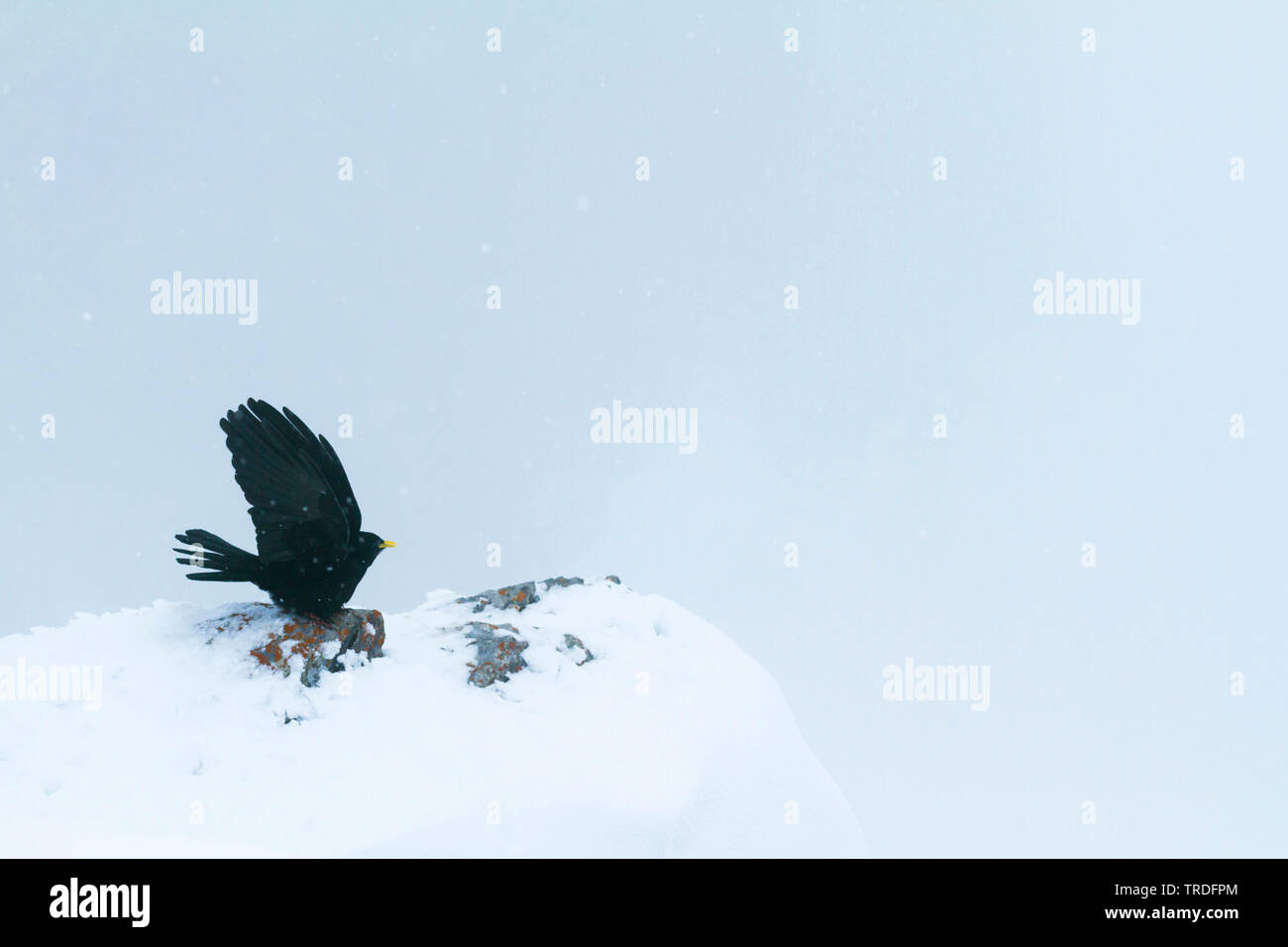 Pfeifhasen (Ochotonidae), manchmal auch im Schnee, Schweiz Stockfoto