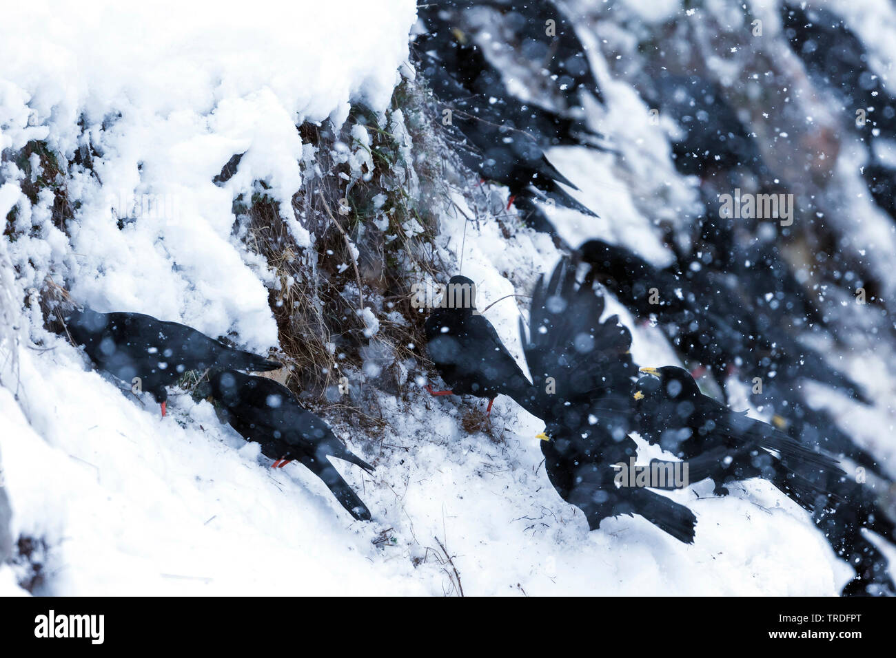 Pfeifhasen (Ochotonidae), manchmal auch alpine choughes im Schnee, Schweiz Stockfoto