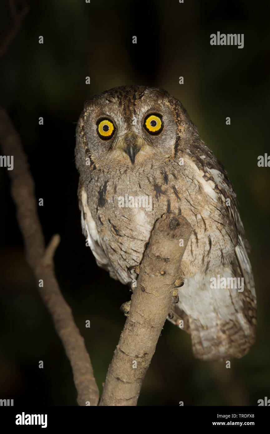 1001 Scops-Owl, Otus pamelae (Otus pamelae), auf eine Eule sitzt, Oman Stockfoto