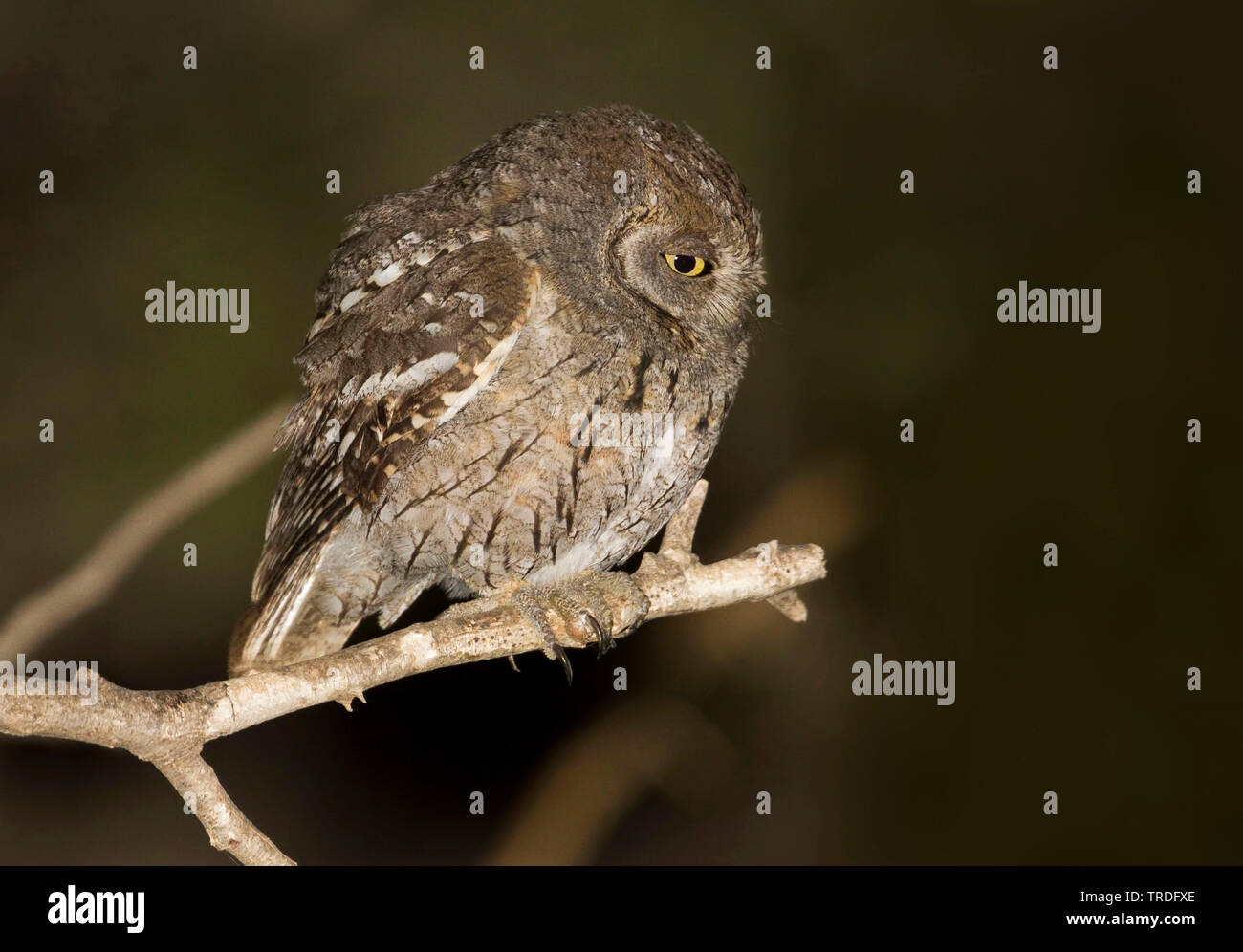 1001 Scops-Owl, Otus pamelae (Otus pamelae), auf eine Eule sitzt, Oman Stockfoto