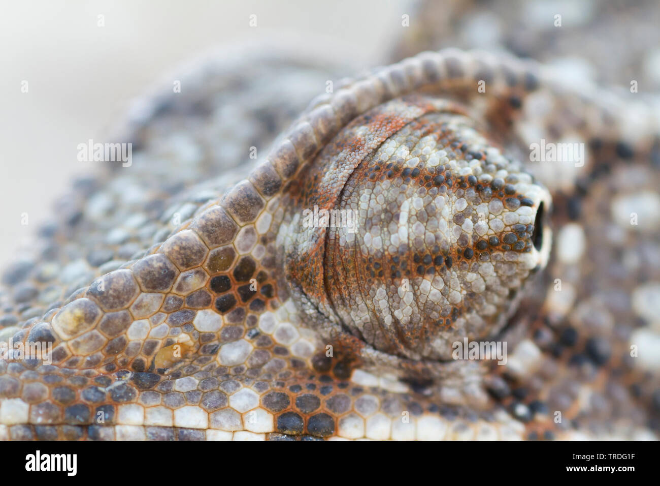 1001 Chamäleon, Chamaeleo arabicus (Chamaeleo Arabicus), Auge, Oman Stockfoto