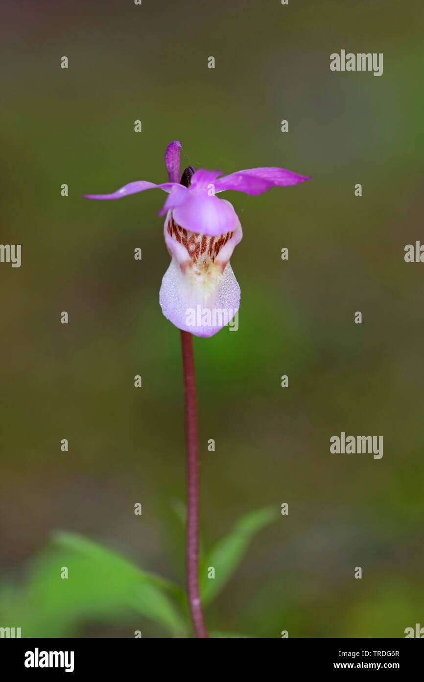 Fee-Hausschuh-Orchidee, Fee Pantoffel (Calypso Bulbosa), Calypso, Blume, Schweden Stockfoto