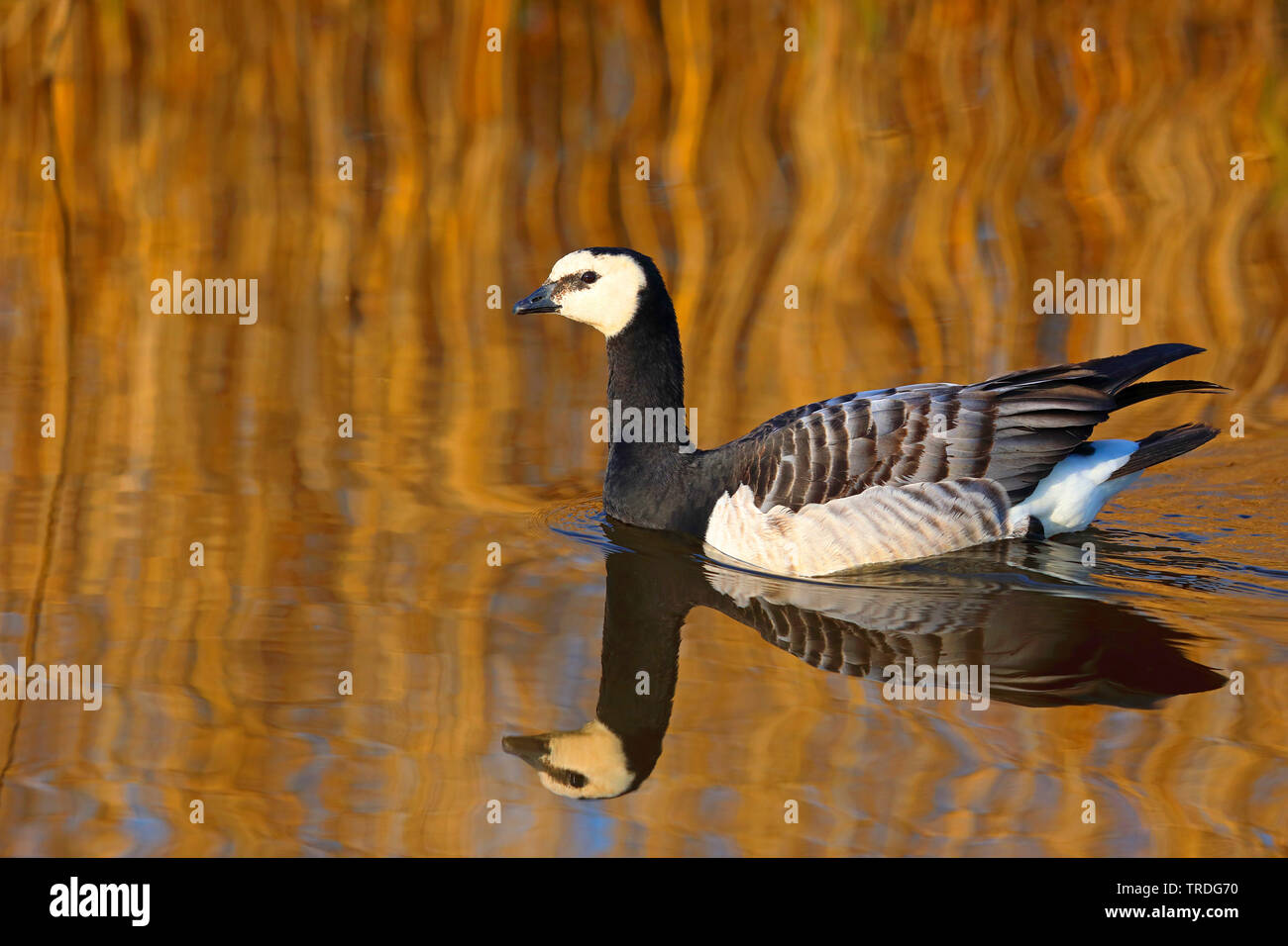 Nonnengans (Branta leucopsis), Schwimmen im Schilfgürtel, Niederlande, Friesland Stockfoto