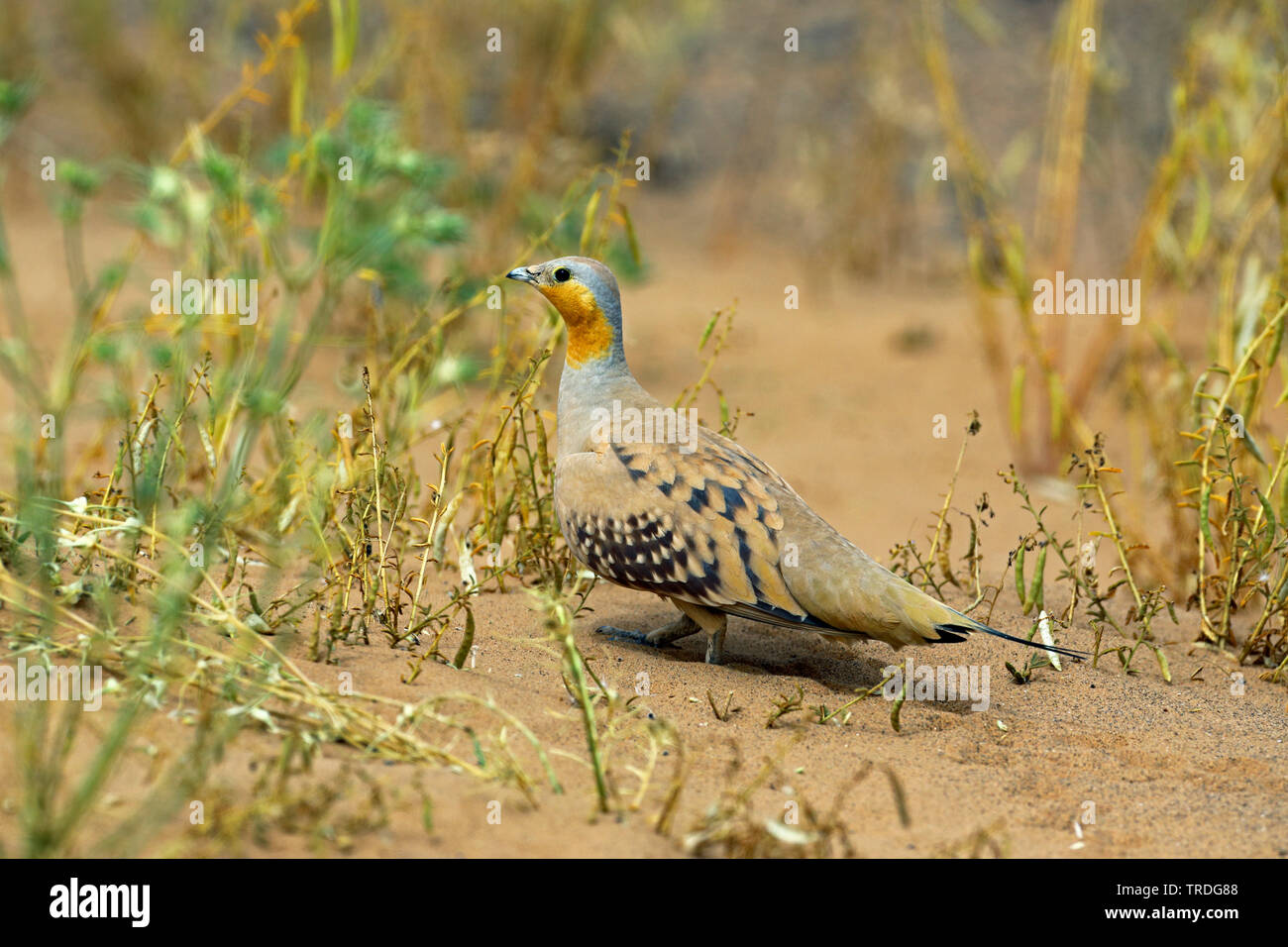 Gefleckte sandgrouse (Pterocles senegallus), Männchen auf dem sandigen Boden, Marokko, Fes Stockfoto