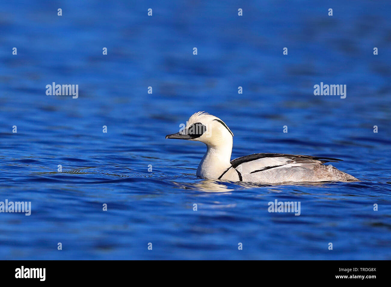 (Mergellus albellus smew, Mergus albellus), Schwimmen männliche, Schweden, Verkehr Stockfoto