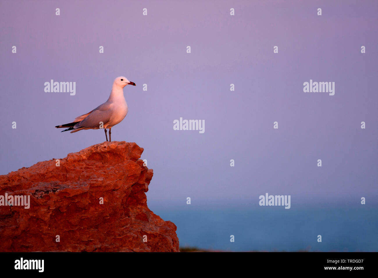 Audouin's Möwe (Larus audouinii, Ichthyaetus audouinii), auf einem Stein saß im Abendlicht, Spanien, Balearen, Mallorca Stockfoto