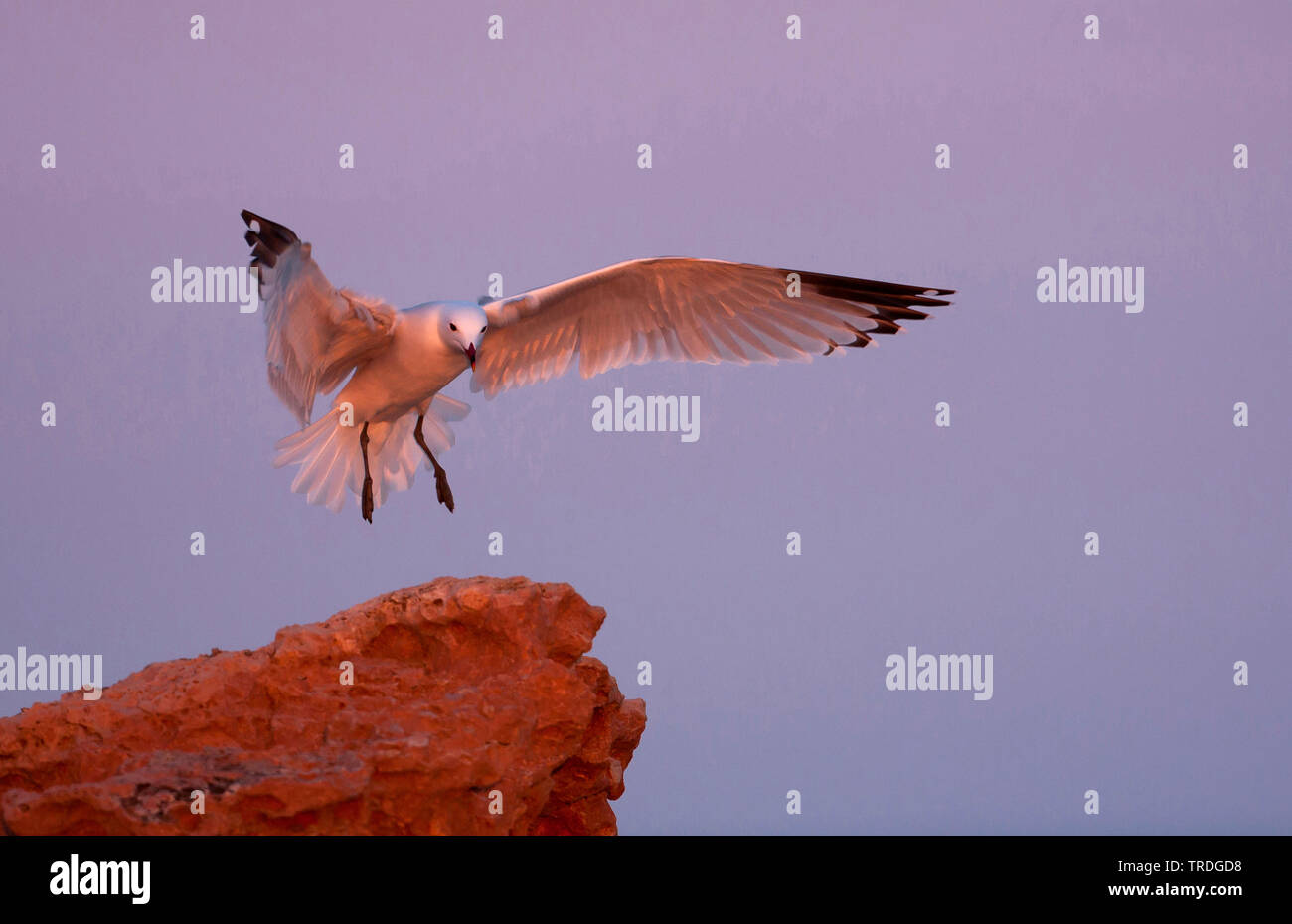 Audouin's Möwe (Larus audouinii, Ichthyaetus audouinii), zu der die Landung auf einem Felsen im Abendlicht, Spanien, Balearen, Mallorca Stockfoto