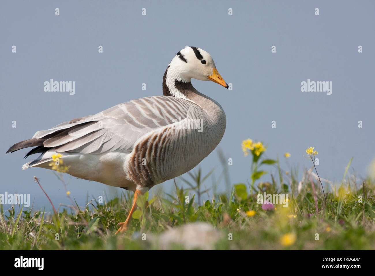 Bar-headed Goose (Anser indicus, Oca Indiana), Österreich Stockfoto