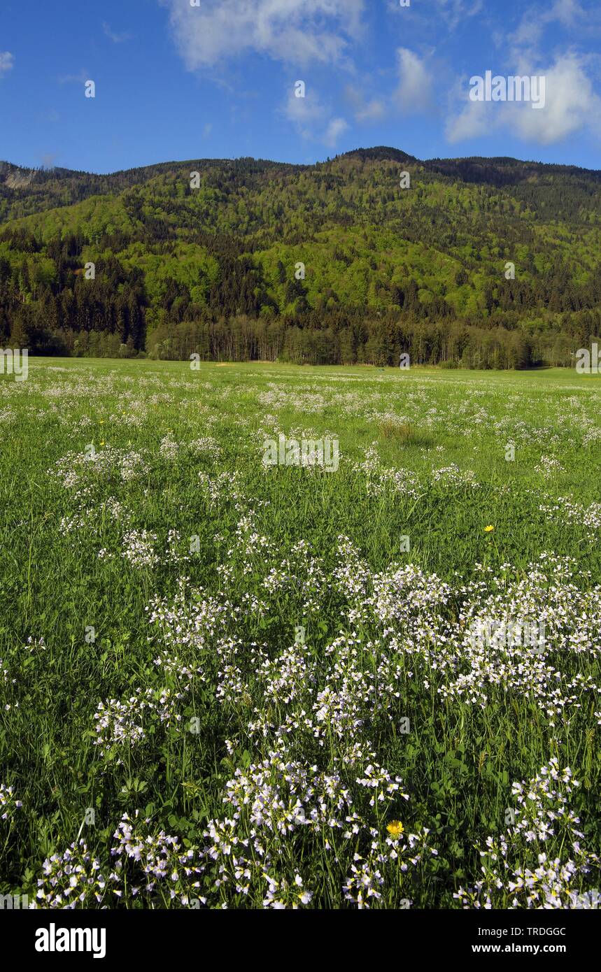 Bog Pink, Wiesenschaumkraut, Lady's Smock, Milchfrauen (Cardamine pratensis), Wiese mit blühenden milchfrauen vor hoernle Berg, Deutschland, Bayern, Ammergauer Berge Stockfoto