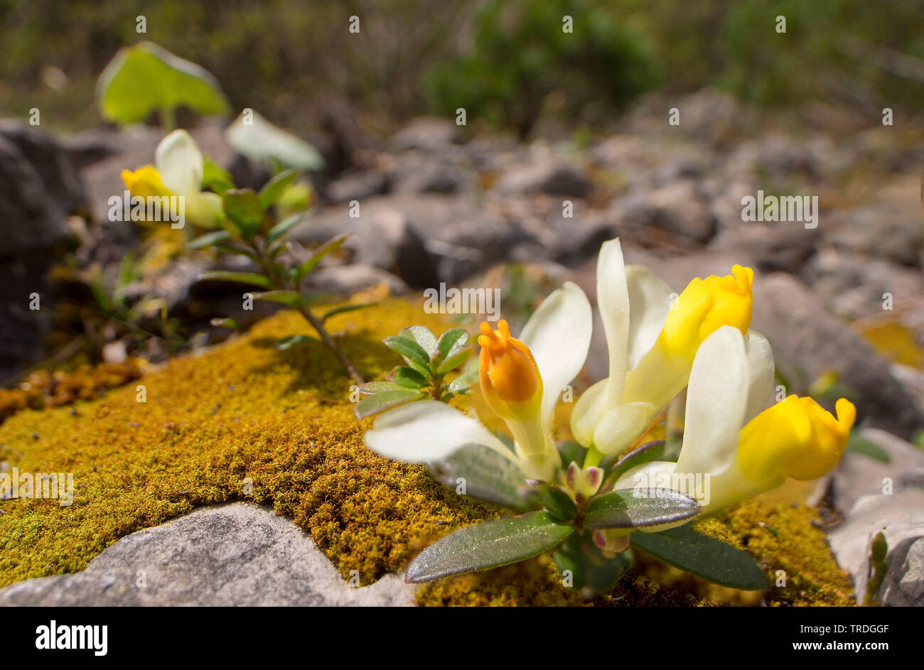 Strauchigen Milkwort (Adenia chamaebuxus), Blumen, Deutschland, Bayern, Ammergauer Berge Stockfoto