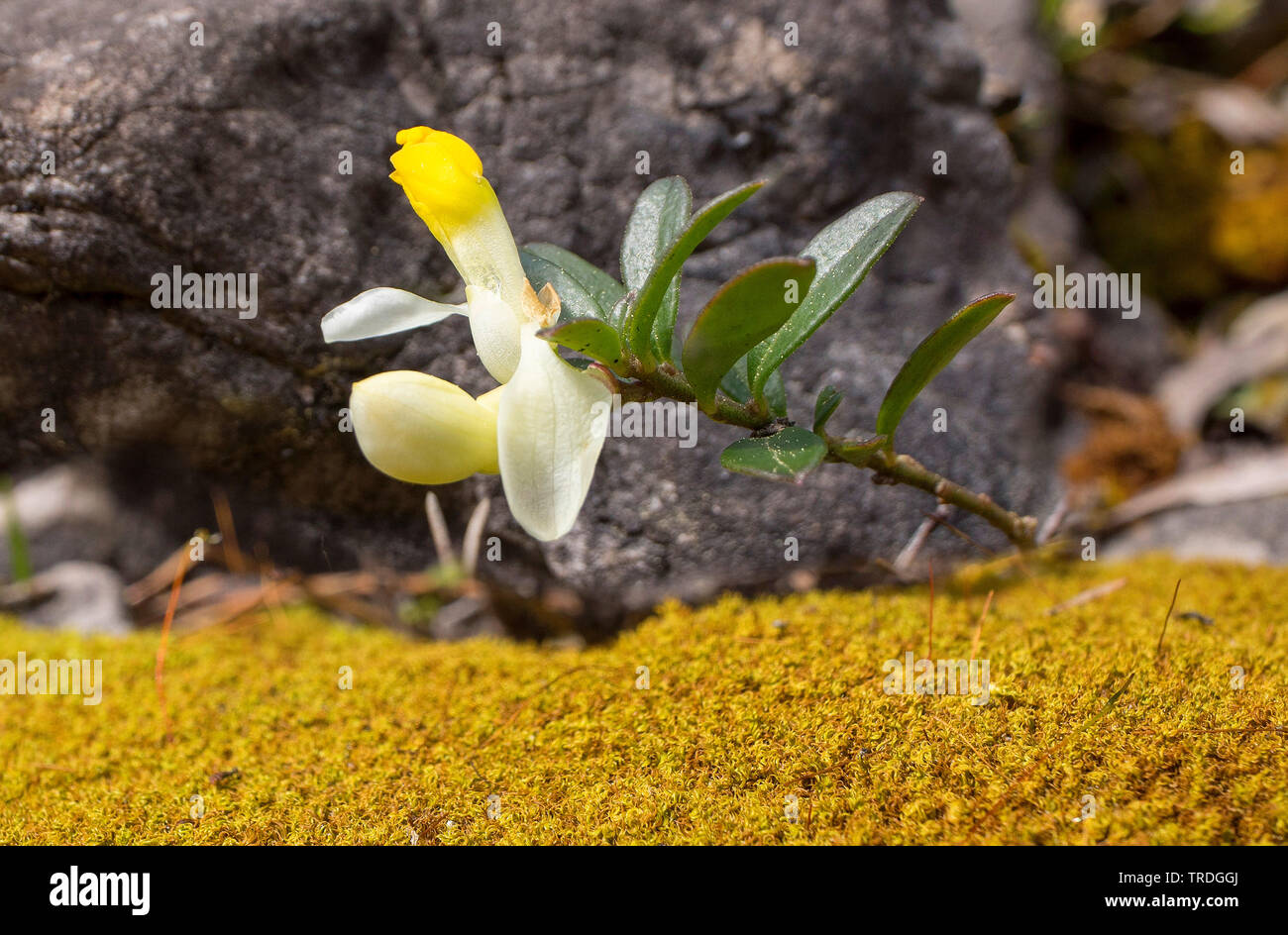 Strauchigen Milkwort (Adenia chamaebuxus), Blumen, Deutschland, Bayern, Ammergauer Berge Stockfoto