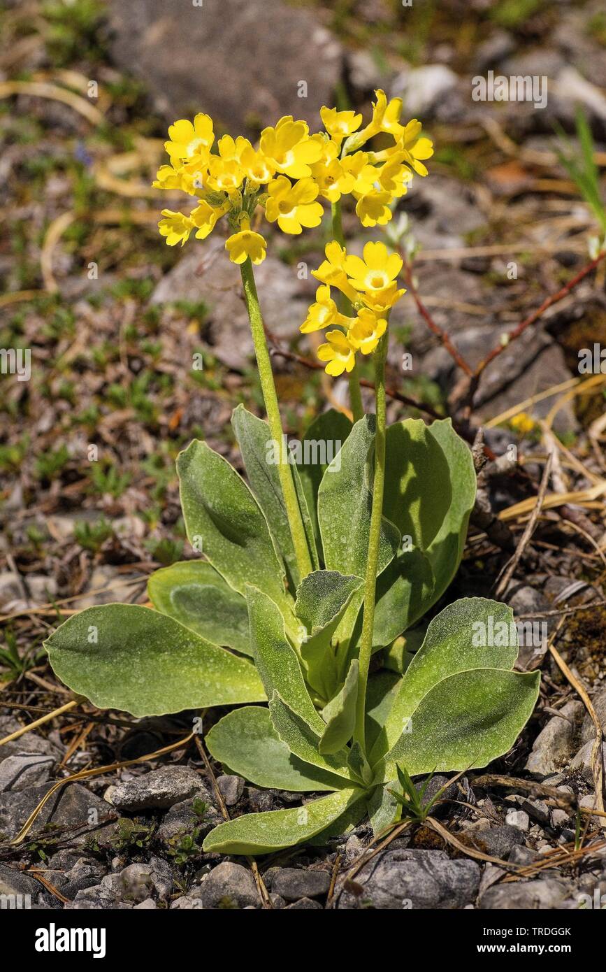Dusty Miller, Garten Aurikel (Primula Aurikel), blühende, Deutschland, Bayern, Ammergauer Berge Stockfoto