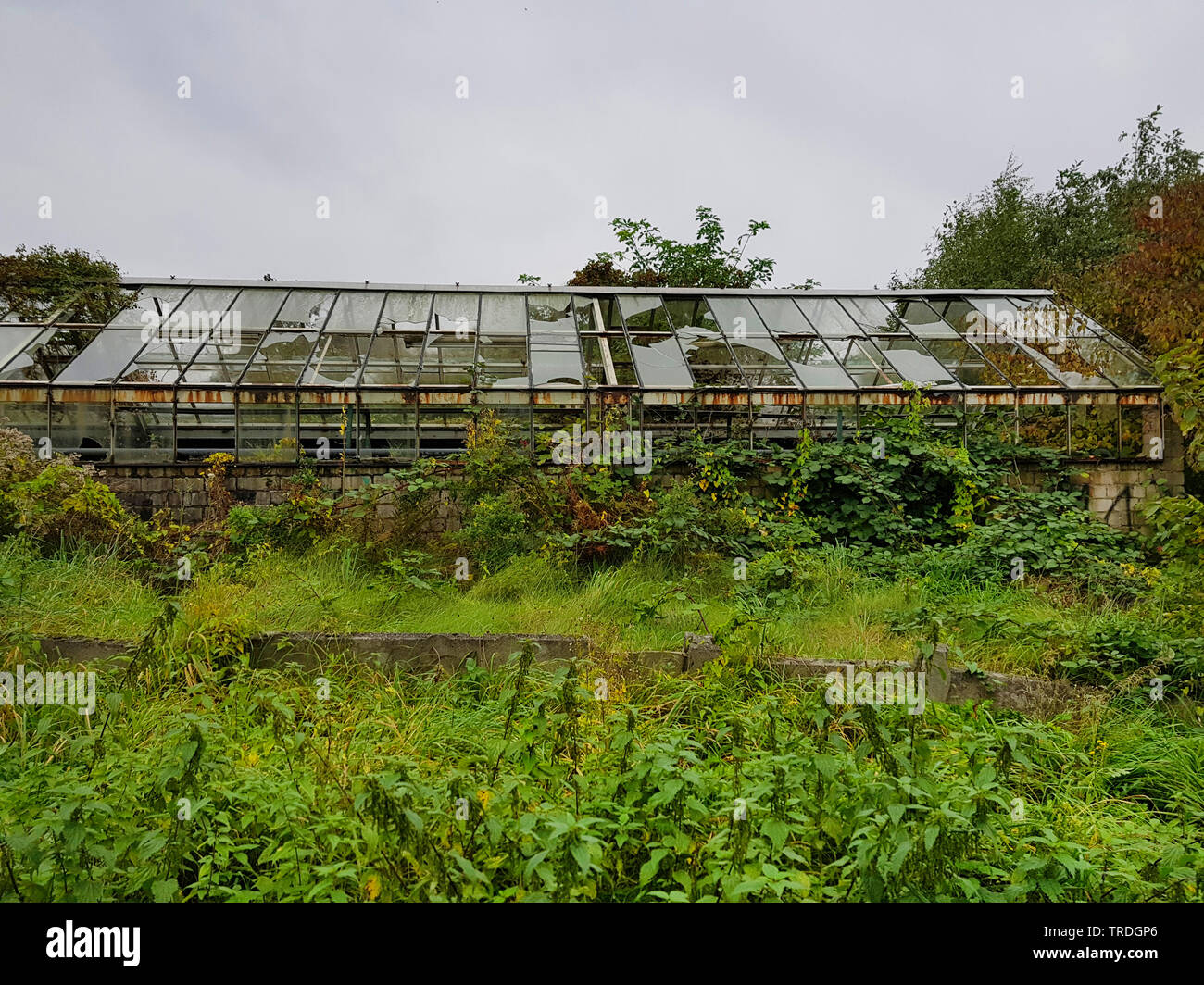 Beschädigte Gewächshaus, Deutschland Stockfoto