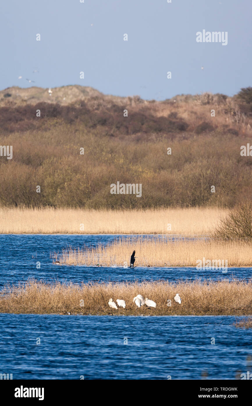 Kormoran (Phalacrocorax carbo), mit weissen Löffler, Niederlande, Texel Stockfoto